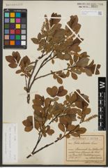 Foto von Salix waldsteiniana Willd.